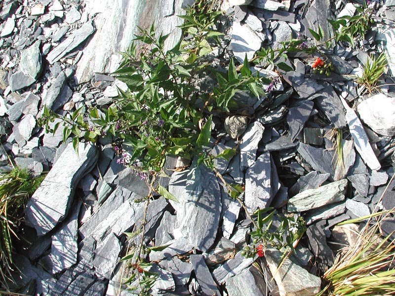  Image name: dulcamara2.jpg 
 width: 800 pixel 
 height: 600 pixel 
 Size: 174623 bytes 
 Click to enlarge 